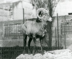 Un carnero d