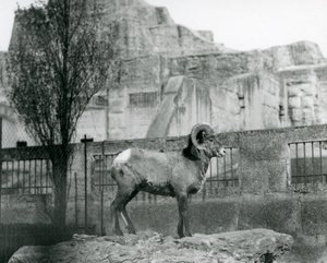 Bighorn Sheep -pässi seisoo kalliolla ja katsoo ulos aitalleen Mappin Terracesin juurella Lontoon eläintarhassa. 1931 (m/w valokuva) tekijältä Frederick William Bond
