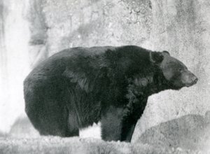 Musta karhu seisoo aitauksessaan Mappin Terracesissa Lontoon eläintarhassa vuonna 1924 (m/v kuva) tekijältä Frederick William Bond