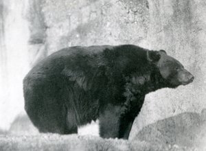 Musta karhu seisoo aitauksessaan Mappin Terracesilla Lontoon eläintarhassa vuonna 1924 tekijältä Frederick William Bond