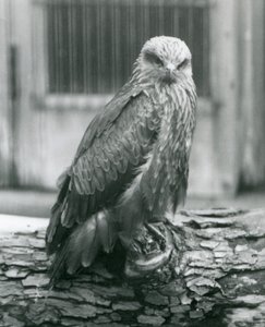 Tukissa lepäävä musta leija, Lontoon eläintarha, elokuu 1926 (b/w kuva) tekijältä Frederick William Bond