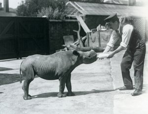 Mustan sarvikuonon vasikka pulloruokinnassa, Lontoon eläintarha, syyskuu 1928. tekijältä Frederick William Bond