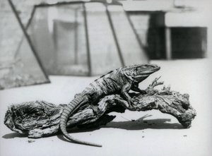 Musta piikipyrstö-iguana lepää puun päällä Lontoon eläintarhassa elokuussa 1928 (b/w kuva) tekijältä Frederick William Bond