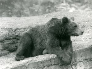 Ruskea karhu lepää kielekkeellä Lontoon eläintarhassa vuonna 1924 tekijältä Frederick William Bond