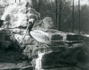 Ruskeapelikaani seisoo kivillä Lontoon eläintarhassa kesäkuussa 1927. tekijältä Frederick William Bond