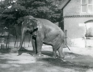 Burman norsu astumassa ulos aitauksestaan Lontoon eläintarhassa tekijältä Frederick William Bond