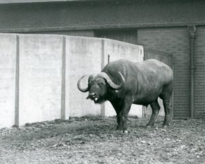 Kap-/Afrikanpuhvelin sonni seisoo paljaalla maalla Lontoon eläintarhassa sijaitsevan aitauksensa betoniseinän vieressä vuonna 1928 (s/w-kuva). tekijältä Frederick William Bond