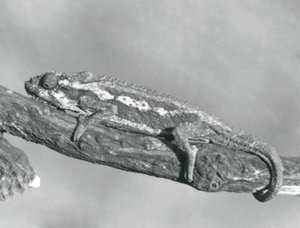 Cape Dwarf Chameleon, joka pitää kiinni haarasta, Lontoon eläintarha, 1927 tekijältä Frederick William Bond
