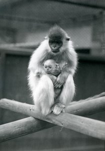 Cappped Langur pitelee vauvaa istuessaan palkin päällä. Lontoon eläintarha, 6. lokakuuta 1913 tekijältä Frederick William Bond