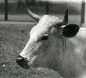 Chartley Cow Lontoon eläintarhassa heinäkuussa 1924 tekijältä Frederick William Bond
