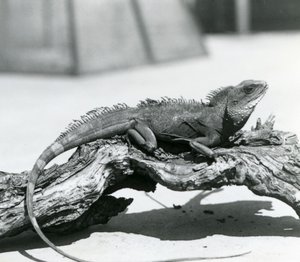 Kiinalainen/aasialainen/thaimaalainen/vihreä vesilohikäärme lepäämässä puun päällä Lontoon eläintarhassa vuonna 1928 (b/w kuva) tekijältä Frederick William Bond
