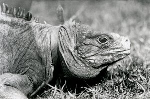Pilvinen kallio Iguana Methuselah, kaulus päällä, kävelee nurmikolla Lontoon eläintarhassa, heinäkuu 1924 tekijältä Frederick William Bond