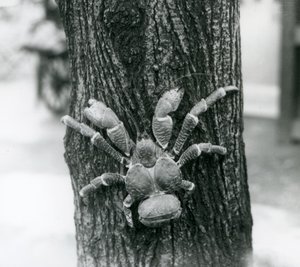 Kookospähkinärapu kiipeämässä puuhun, Lontoon eläintarha, 1927. tekijältä Frederick William Bond