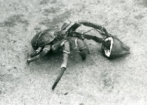 Kookos tai roskarapu, joka ruokkii kookosta, Lontoon eläintarha, heinäkuu 1927 tekijältä Frederick William Bond