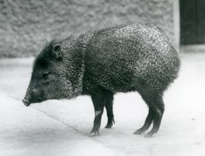 Kauluspecary Lontoon eläintarhassa, 1927 tekijältä Frederick William Bond