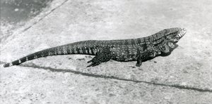 CommonGoldGoldenBlackColumbian Tegu eli tiikerilisko Lontoon eläintarhassa elokuussa 1926. tekijältä Frederick William Bond