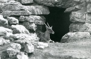 Tavallinen Eland, joka lepää suojansa sisäänkäynnissä kivien keskellä Eland/Antelope Paddockissa Lontoon eläintarhassa vuonna 1929 (m/w kuva) tekijältä Frederick William Bond