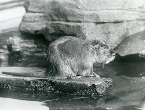 Coypu istumassa kivisellä reunalla uima-altaassa aitassaan Lontoon eläintarhassa, helmikuussa 1928 (b/w kuva) tekijältä Frederick William Bond