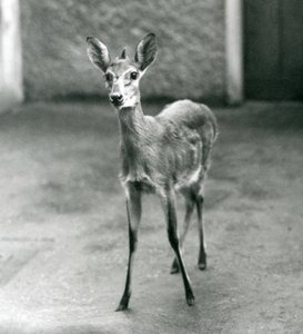 CrownSahel West African Bush Duiker Lontoon eläintarhassa elokuussa 1927 tekijältä Frederick William Bond