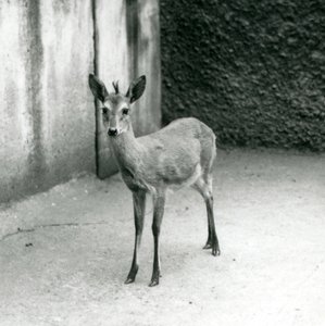 CrownSahel West African Bush Duiker Lontoon eläintarhassa elokuussa 1927 tekijältä Frederick William Bond