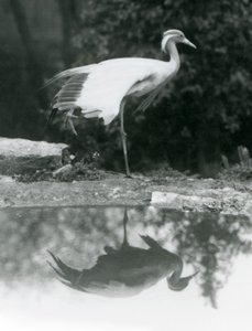 Demoiselle Crane seisoo yhdellä jalalla peilimäisen heijastuksen kanssa alla olevassa uima-altaassa, Lontoon eläintarha tekijältä Frederick William Bond