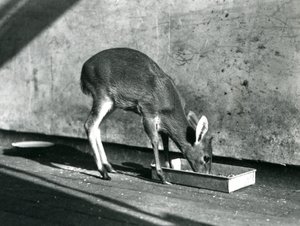 Duiker ruokailee maassa olevasta tarjottimesta, Lontoon eläintarha, heinäkuu 1925. tekijältä Frederick William Bond