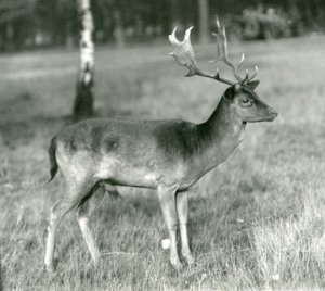 Kuusihirvipukki Lontoon eläintarhassa lokakuussa 1924 tekijältä Frederick William Bond