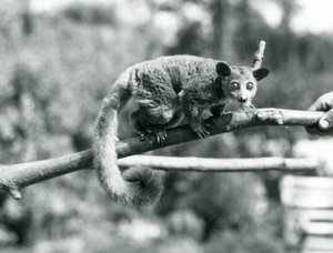 Galago kävelee oksaa pitkin, jota pitää hallussaan Lontoon eläintarha tekijältä Frederick William Bond