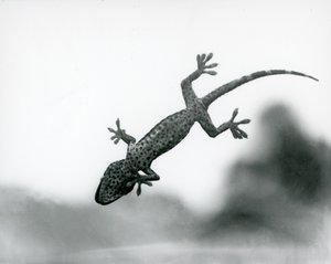 Gecko alhaalta nähtynä, kun se kiipeää lasille ja näyttää erikoistuneita jalkatyynyjä, Lontoon eläintarha, elokuu 1928 (b/w kuva) tekijältä Frederick William Bond