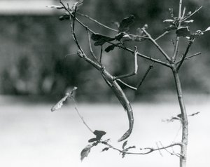 Jättimäinen sauvahyönteinen naamioitui oksaan Lontoon eläintarhassa vuonna 1923 tekijältä Frederick William Bond