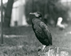 Merimetso Lontoon eläintarhassa syyskuussa 1927 tekijältä Frederick William Bond