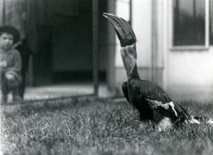 Isosarvinokka katsoo ylöspäin seisoessaan ruohikolla lintuhuoneessaan, kun taas pieni poika katselee taustalla, Lontoon eläintarha, 1924 tekijältä Frederick William Bond