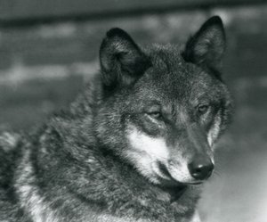 Harmaa susi Lontoon eläintarhassa, 1925 tekijältä Frederick William Bond