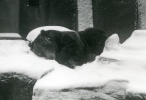 Grizzly-karhu nukkumassa lumessa, Lontoon eläintarha, 1924 tekijältä Frederick William Bond
