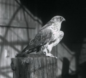 Lontoossa, Lontoon eläintarhassa, joulukuu 1925, tukilla lepäävä kiurupöllö tekijältä Frederick William Bond