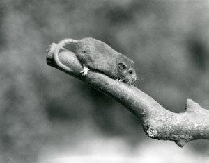 Hazel / tavallinen makuuhiiri oksalla Lontoon eläintarhassa tekijältä Frederick William Bond