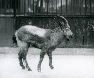 Himalajanvuohi Lontoon eläintarhassa seisomassa, 1927. tekijältä Frederick William Bond