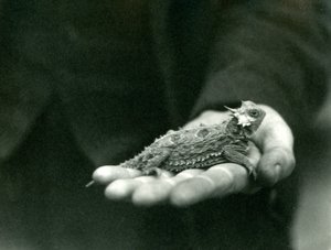Sarvikas lisko lepää vartijansa kädessään, Lontoon eläintarha, huhtikuu 1923 (bw kuva) tekijältä Frederick William Bond