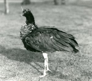 Horned Screamer seisoo ruohikolla Lontoon eläintarhassa syyskuussa 1927. tekijältä Frederick William Bond