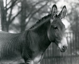 Hybridisebra Lontoon eläintarhassa heinäkuussa 1924 tekijältä Frederick William Bond