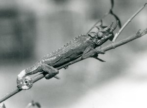 Jacksons-kameleontti pitää kiinni oksasta, Lontoon eläintarha, elokuu 1926. tekijältä Frederick William Bond