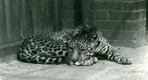 Jaguar lepää Lontoon eläintarhassa kesäkuussa 1924 tekijältä Frederick William Bond