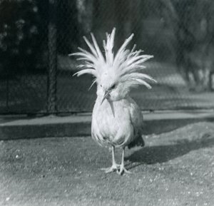 Kagu tai Cagu, joka esittelee harjanteen höyheniä Lontoon eläintarhassa kesäkuussa 1921