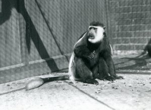 Kikuyu mustavalkoinen Colobus Monkey istumassa aitassaan Lontoon eläintarhassa heinäkuussa 1925 tekijältä Frederick William Bond