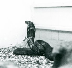 KuningaskobraHamadryad Lontoon eläintarhassa, lokakuu 1925. tekijältä Frederick William Bond