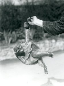 Kinkajou roikkuu eläintenhoitajan sormessa kurottavalla hännällään, Lontoon eläintarha, syyskuu 1925. tekijältä Frederick William Bond