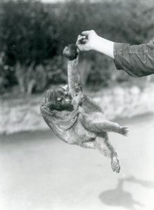 Kinkajou roikkuu eläintenhoitajan sormessa kurottavalla hännällään, Lontoon eläintarha, syyskuu 1925. tekijältä Frederick William Bond