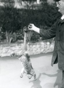 Kinkajou roikkuu ylösalaisin varsihännän varassa hoitajan sormesta, Lontoon eläintarha, syyskuu 1925. tekijältä Frederick William Bond