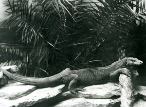 Komodo DragonMonitor nojaa niskaansa ja etujalat tukkia vasten Lontoon eläintarhassa kesäkuussa 1927 tekijältä Frederick William Bond