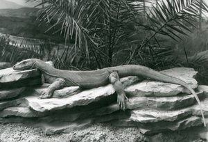 Komodon lohikäärmeMonitori lepää kallioseinällä Lontoon eläintarhassa vuonna 1927. tekijältä Frederick William Bond